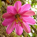 Sazenice Passiflora coactilis - Mučenka nahloučená 10-15 cm Balení obsahuje 1 sazenici