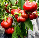 Paprika Topepo Rosso (Topepo Red) ♣ Balení obsahuje 50 g semen