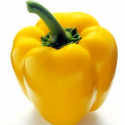 Paprika Quadrato D'asti Giallo ♣ Balení obsahuje 50 g semen