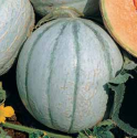 Meloun cukrový Charentais ♣ Balení obsahuje 100 g semen