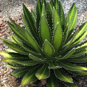 Agave univittata Center Stripe Agav...