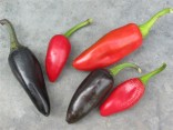 Chilli Jalapeňo Purple Balení obsahuje 10 semen