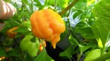 Sazenice Chilli Trinidad Moruga Scorpion Yellow Balení obsahuje 1 sazenici