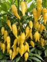 Sazenice Chilli Aji Mochero Balení obsahuje 1 sazenici