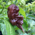 Sazenice Chilli Jay's Ghost Scorpion Chocolate Balení obsahuje 1 sazenici