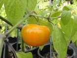 Sazenice Chilli Rocoto Orange Balení obsahuje 1 sazenici
