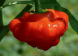 Sazenice Chilli Mushroom red Balení obsahuje 1 sazenici