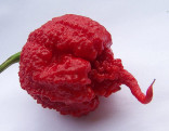Sazenice chilli Carolina reaper ♣ Balení obsahuje 50 sazenic