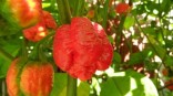 Sazenice Chilli Trinidad Moruga Scorpion Red Balení obsahuje 1 sazenici