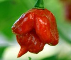 Sazenice Chilli Trinidad Scorpion Red Balení obsahuje 3+1 sazenic
