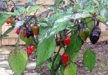 Sazenice Chilli Variegata Balení obsahuje 3+1 sazenic