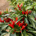 Sazenice Chilli Thai culinary Balení obsahuje 3+1 sazenic