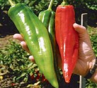 Sazenice Chilli Big Jim Balení obsahuje 3+1 sazenic