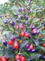 Sazenice chilli Numex Centennial Balení obsahuje 3+1 sazenic