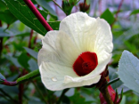 Sazenice Hibiscus sabdariffa - Ibišek súdánský Balení obsahuje 1 sazenici