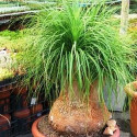 Sazenice Sloní noha - beaucarnea guatemalensis sazenice obvod kaudexu minimálně 15 cm Balení obsahuje 1 sazenici