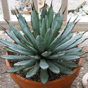 Sazenice Agave macroacantha růžice 4-5 cm Balení obsahuje 1 sazenici