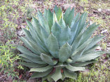 Sazenice Agave maximiliana růžice cca 4-5 cm Balení obsahuje 1 sazenici