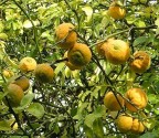 Citronečník trojlistý (Poncirus trifoliata) Balení obsahuje 50 semen