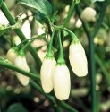 Chilli Habanero White superpálivá Balení obsahuje 10 semen