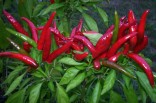 Chilli Thai Red Hot  Balení obsahuje 10 semen