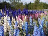 Delphinium Pacific MIX barev - Stračka Balení obsahuje 50  semen