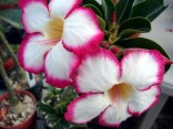 Adenium obesum 'noble concubine' 