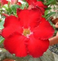 Adenium obesum 'red star Taiwan'  Balení obsahuje 5 semen