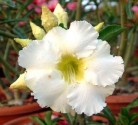 Adenium obesum 'arctic snow' 