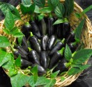 Chilli Black Hungarian  Balení obsahuje 10 semen