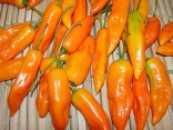 Sazenice Chilli Aji Amarillo Balení obsahuje 1 sazenici