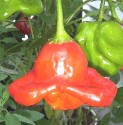 Chilli Bishop's Crown - Biskupova čepice 