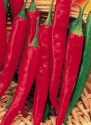 Chilli Cayenne Long Slim Balení obsahuje 10 semen