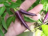 Chilli Cayenne Purple Balení obsahuje 10 semen