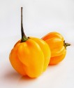 Chilli Habanero Madame Jeanette Yellow  