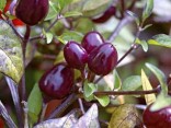 Chilli Filus Blue  Balení obsahuje 10 semen