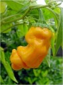 Chilli Peter Yellow  Balení obsahuj...