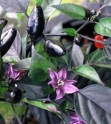 Chilli Royal Black  Balení obsahuje 10 semen