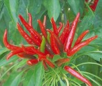Chilli Poinsettia  Balení obsahuje 10 semen