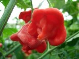 Chilli Rosenchilli Balení obsahuje 10 semen