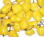 Chilli Habanero Yellow  Balení obsahuje 10 semen