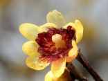 Chimonanthus Praecox   Balení obsahuje 5 semen
