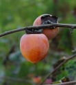 Diospyros Virginiana - stratifikovaná semena Balení obsahuje 5 semen