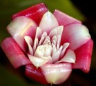 Etlingera Venusta - Malajská růže Balení obsahuje 5 semen