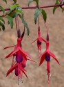 Fuchsia magellanica  Balení obsahuje 15 semen