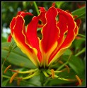 Gloriosa Superba – Glorióza vznešená