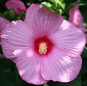 Hibiscus Moscheutos mix barev - Ibi...