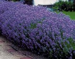 Levandule - Lavandula angustifolia 