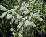 Melaleuca alternifolia - Čajovníkový strom 