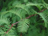 Metasequoia Glyptostroboides - Metasekvoj čínská Balení obsahuje 15 semen